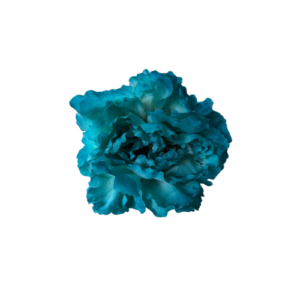 Fabiola1987 te ofrece Flor tipo Peonía para vestir de flamenca color agua marina tamaño grande